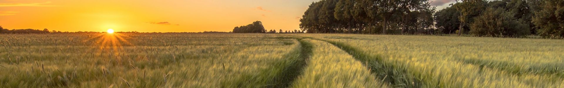 Tractor Track through Wheat field at sunset on Dutch countryside