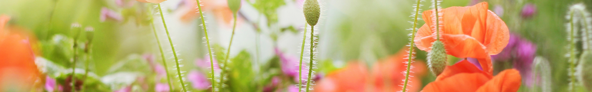 AdobeStock_3393192811